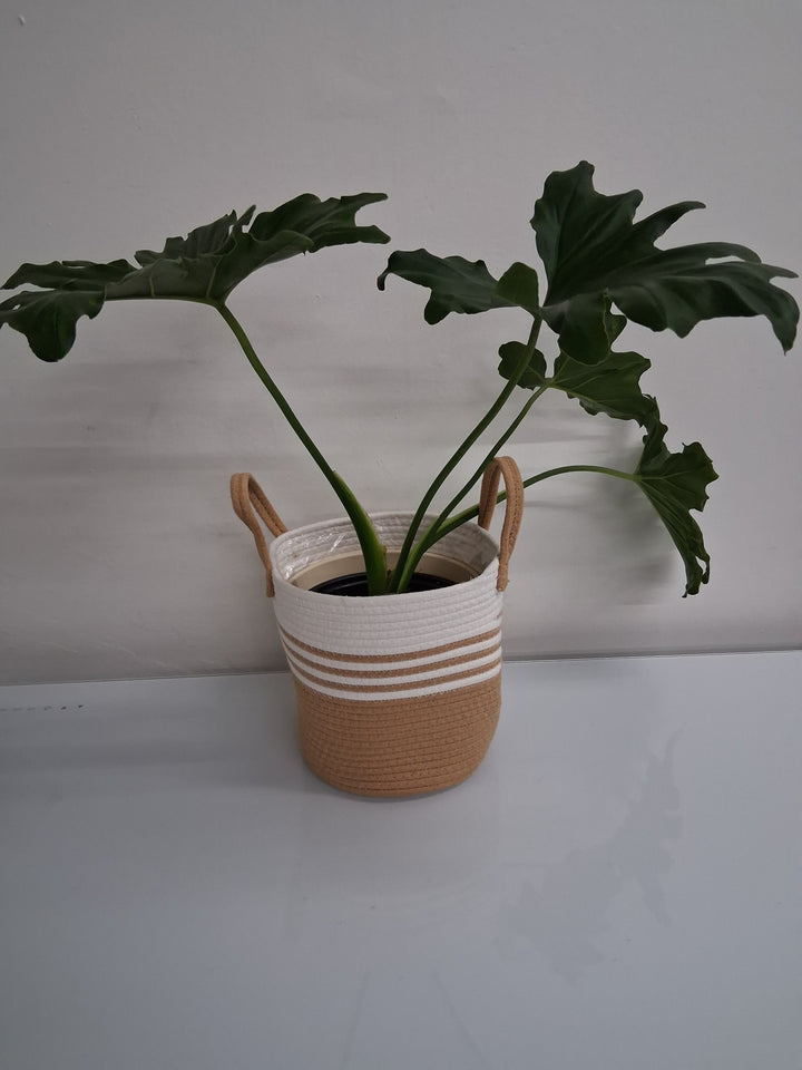 Cotton Rope Storage Basket